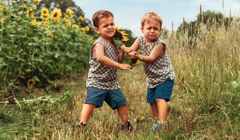 Zwei kleine Jungen streiten mit ernsten Gesichtern auf einem sonnigen Feld um eine Sonnenblume