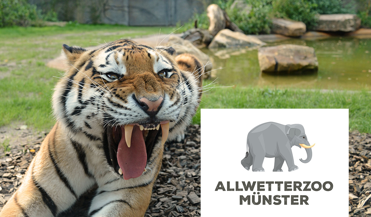 Ein Tiger mit geöffnetem Maul zeigt seine Zähne vor einem Teich im Zoo Münster